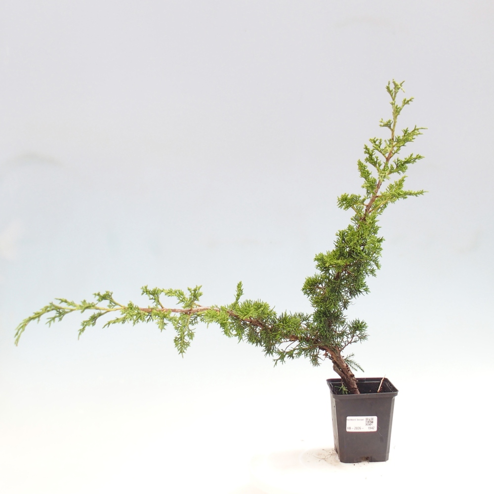 Outdoor bonsai - Juniperus chinensis Itoigawa
