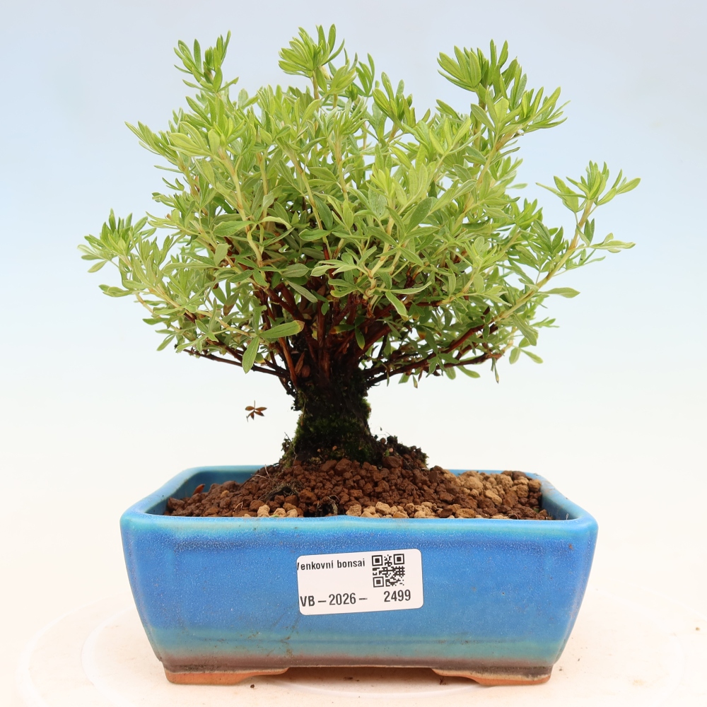 Bonsai zewnętrzne - Potentila fruticosa