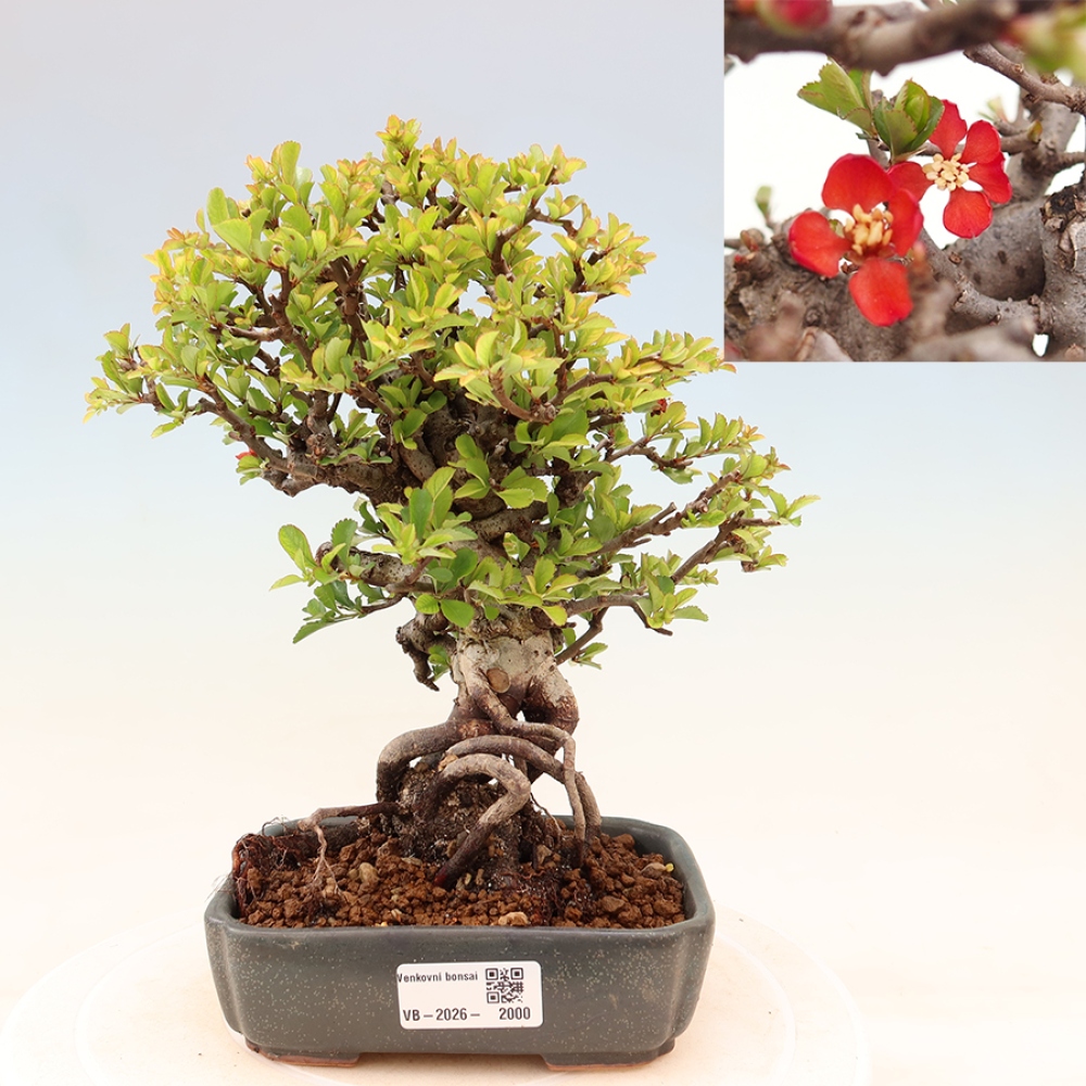 Bonsai zewnętrzne - Chaneomeles speciosa Chojubai