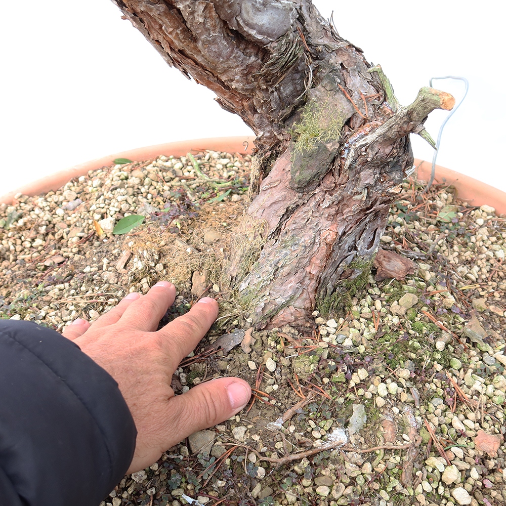 Pinus sylvestris Hiszpania – sosna zwyczajna