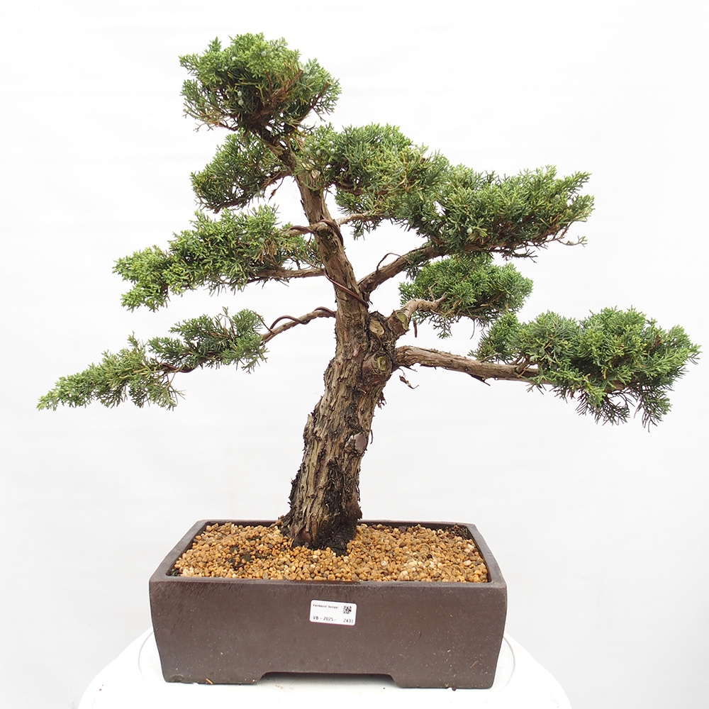 Bonsai plenerowe - Juniperus chinensis  - chiński jałowiec 