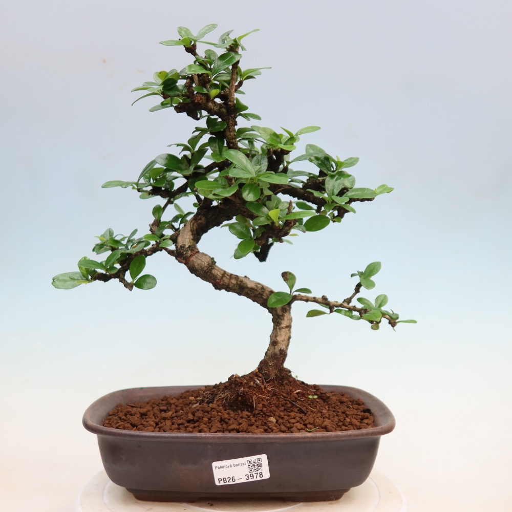 Bonsai pokojowe - Carmona macrophylla - Tea fuki