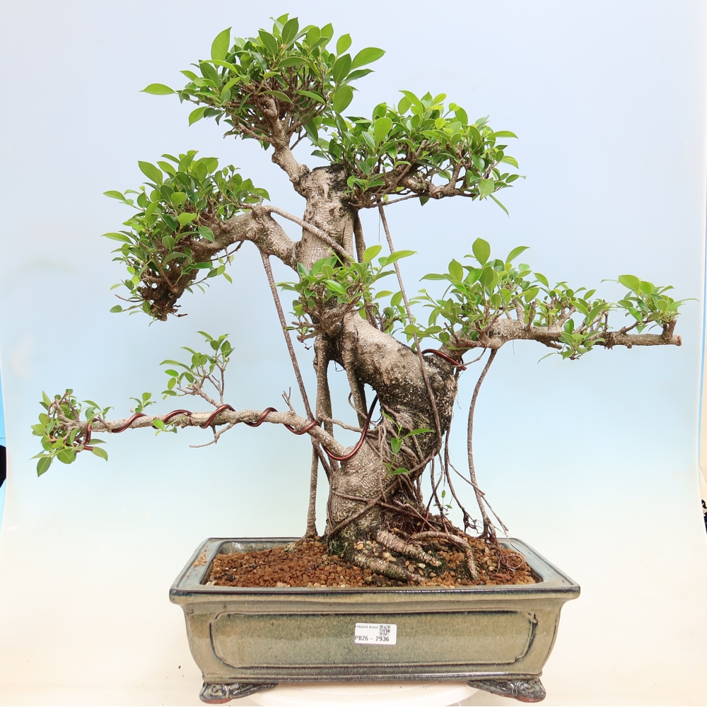 Pokój bonsai - Ficus kimmen - figowiec drobnolistny