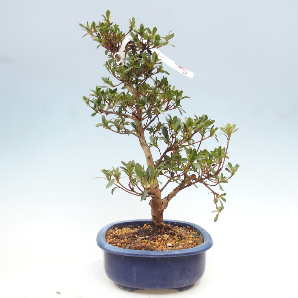 Bonsai zewnętrzne - Azalia japońska - Azalia Senhime