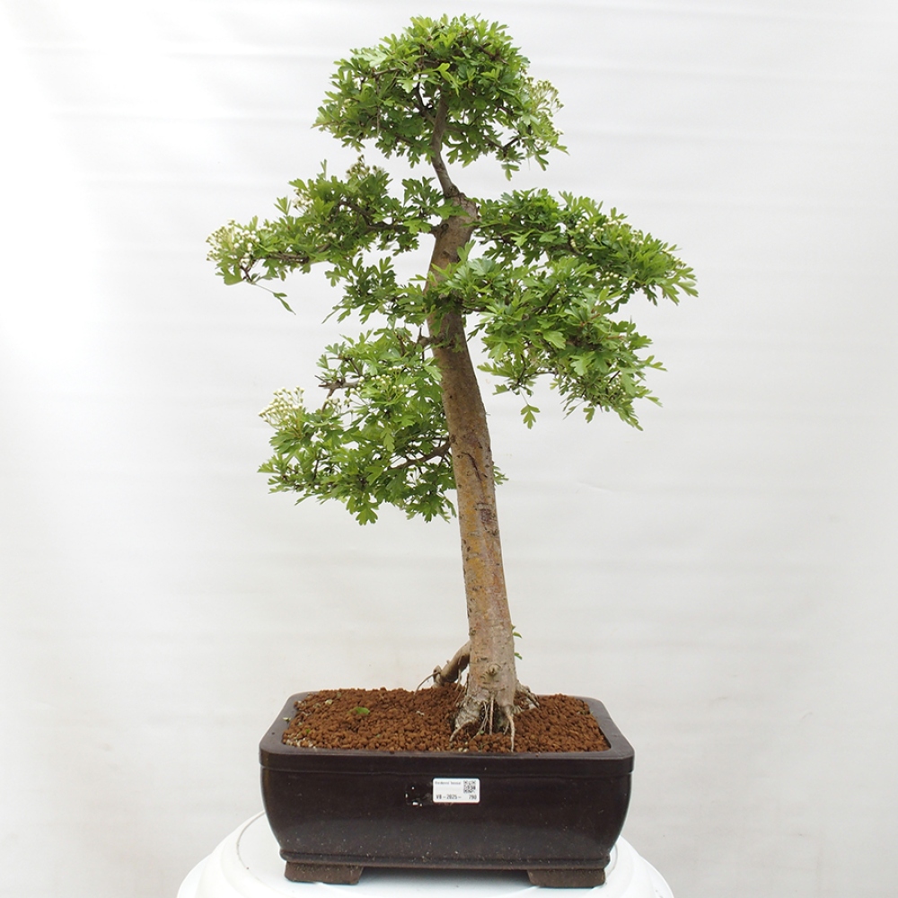 Bonsai zewnętrzne - Głóg - Crataegus monogyna