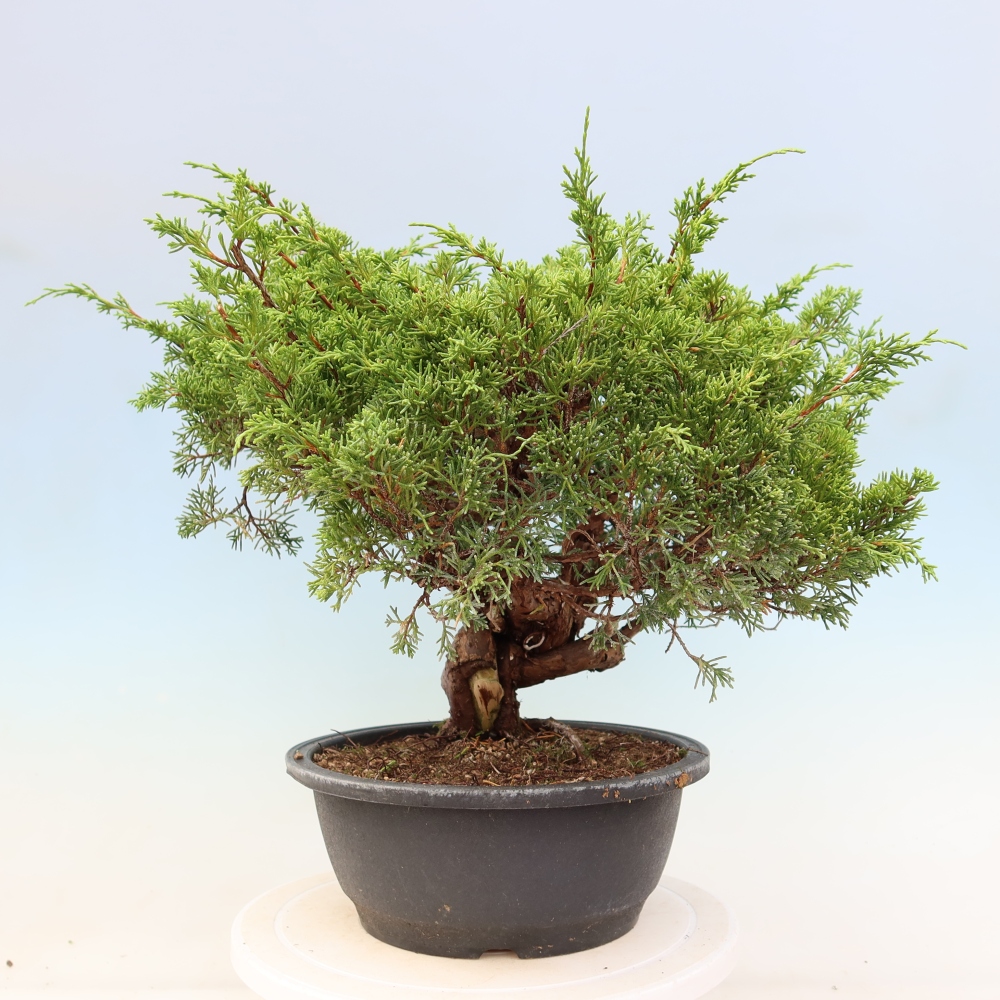 Bonsai ogrodowe – Juniperus chinensis Itoigawa – jałowiec chiński