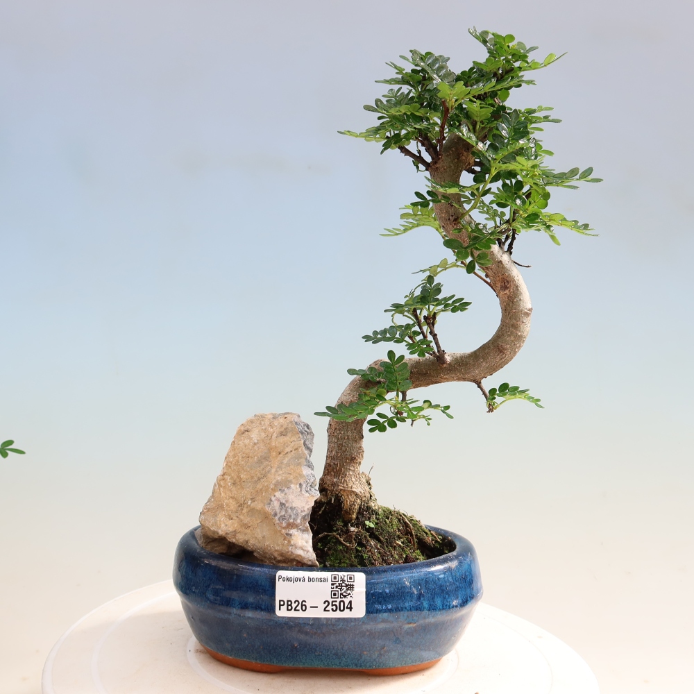 Pokój bonsai - Zantoxylum piperitum - drzewo pieprzowe