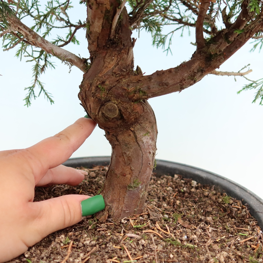 Bonsai ogrodowe – Juniperus chinensis Itoigawa – jałowiec chiński