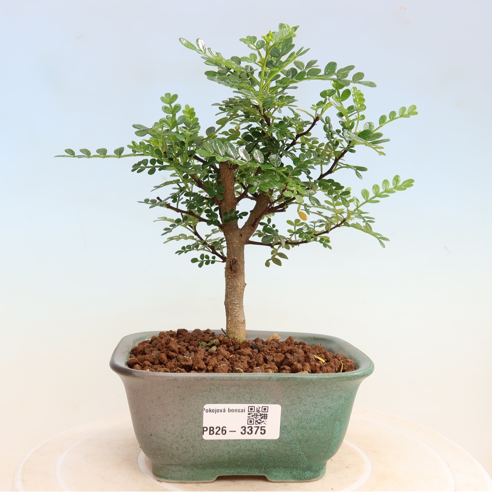 Pokój bonsai - Zantoxylum piperitum - drzewo pieprzowe