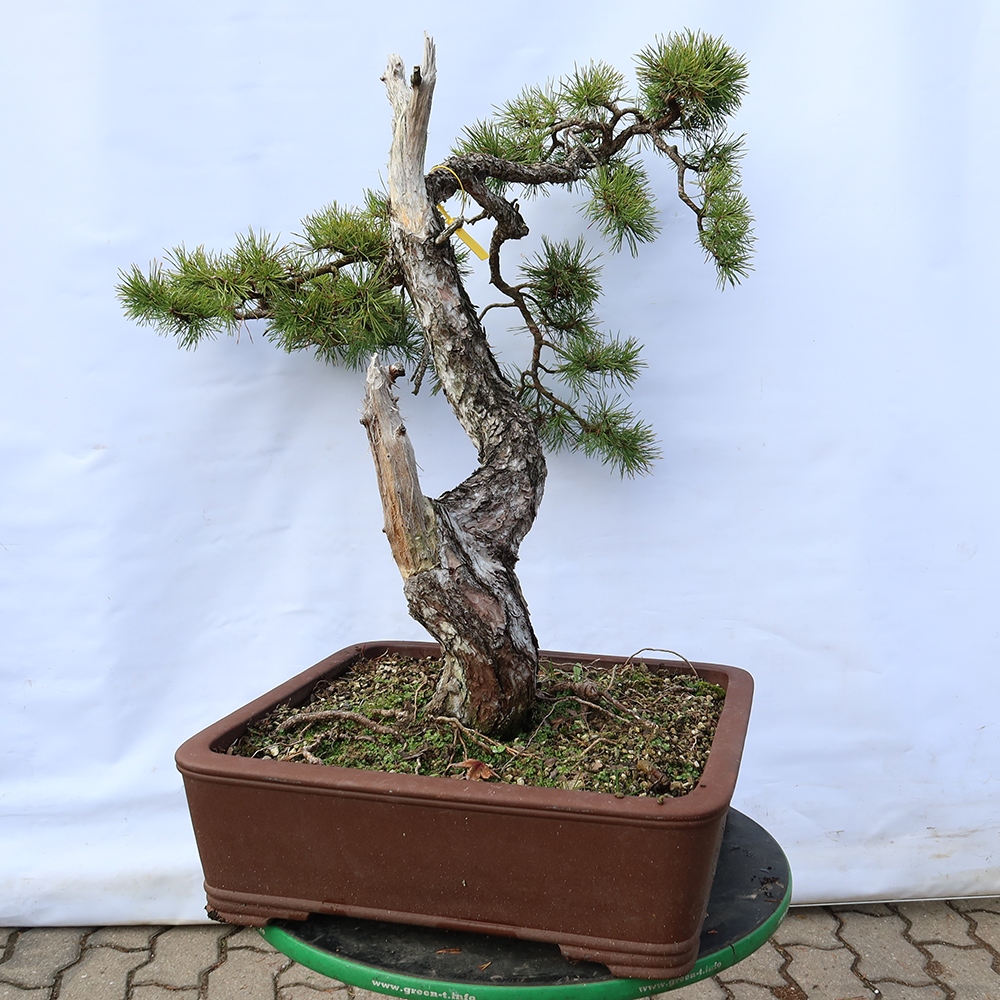 Pinus sylvestris Hiszpania – sosna zwyczajna