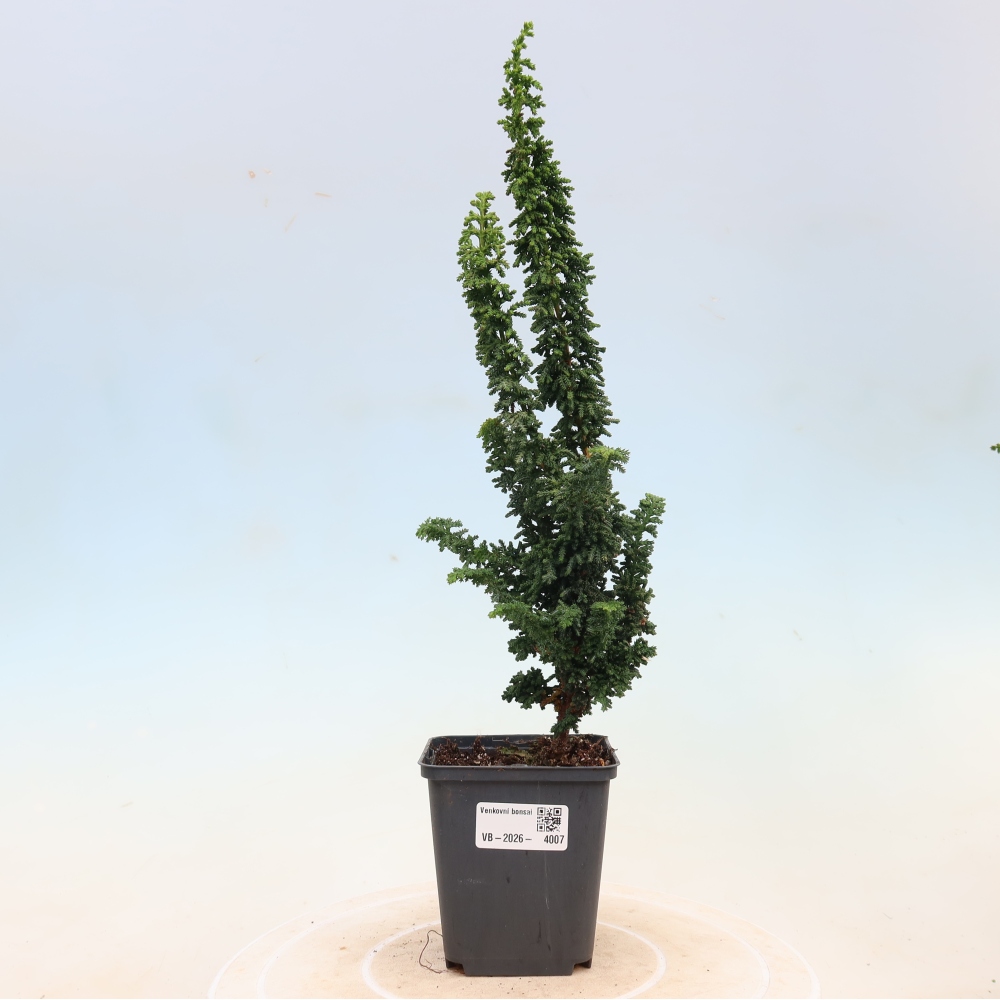Bonsai zewnętrzne - Cham. obtusa SEKKA HINOKI - Cyprys