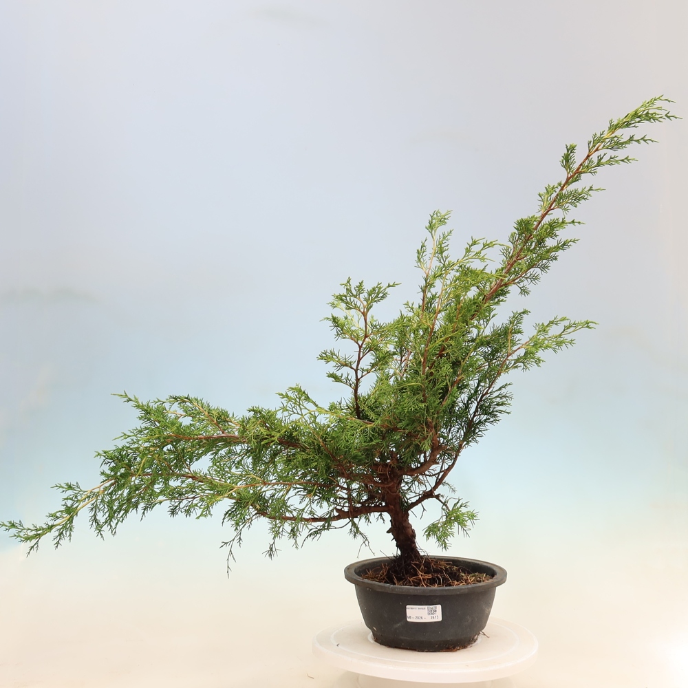 Outdoor bonsai - Juniperus chinensis Itoigawa