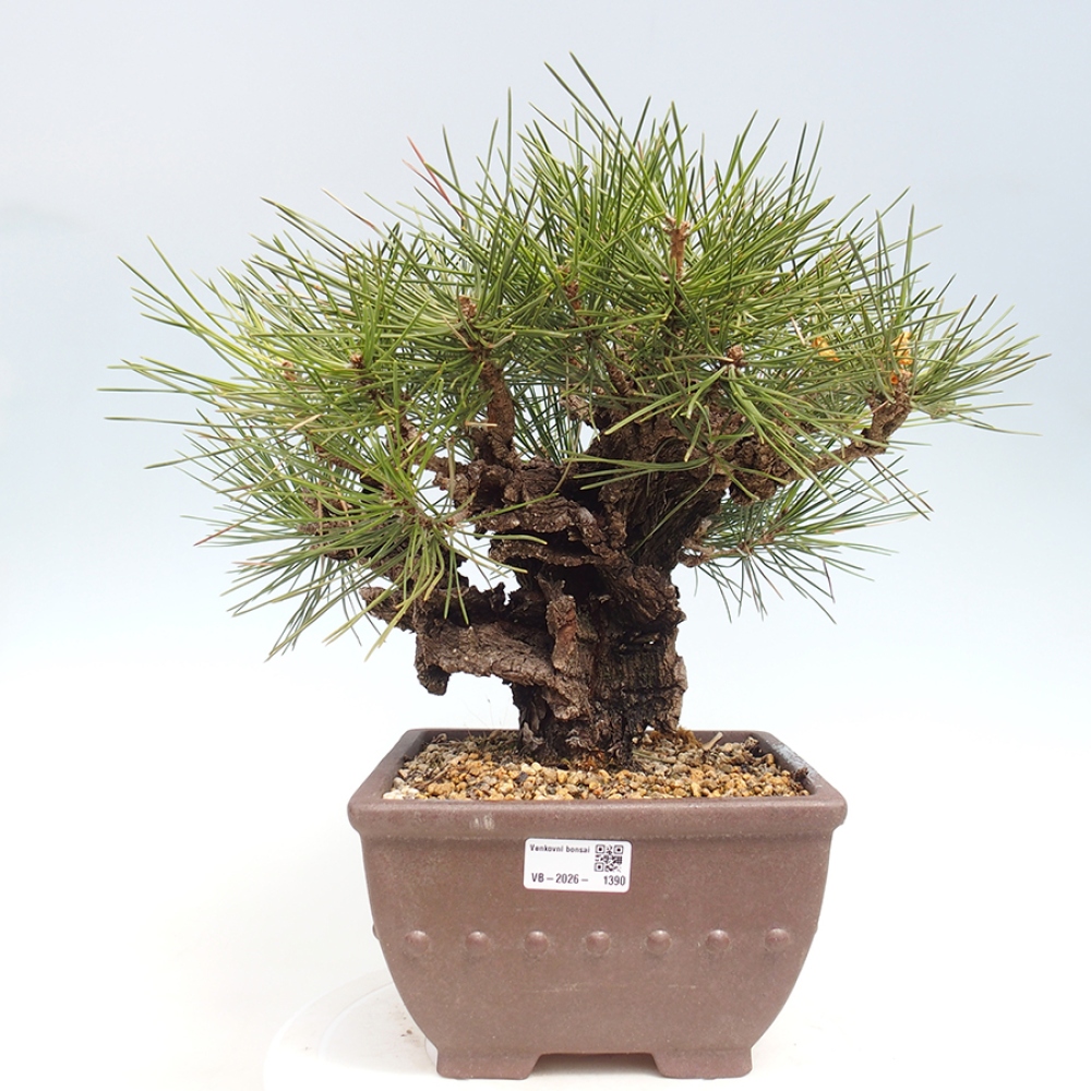 Outdoor bonsai - Pinus thunbergii - sosna Thunberga