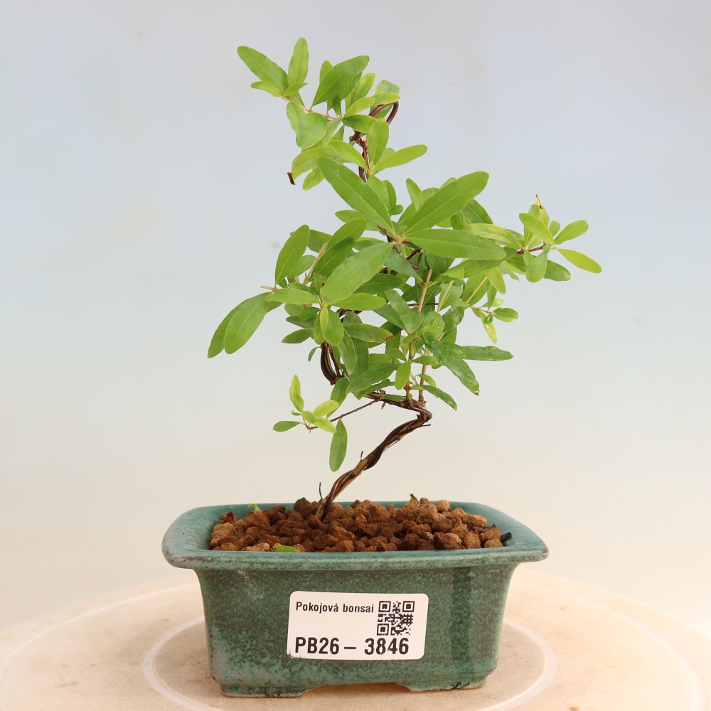 Pokój bonsai - PUNICA granatum nana - jabłko granatu