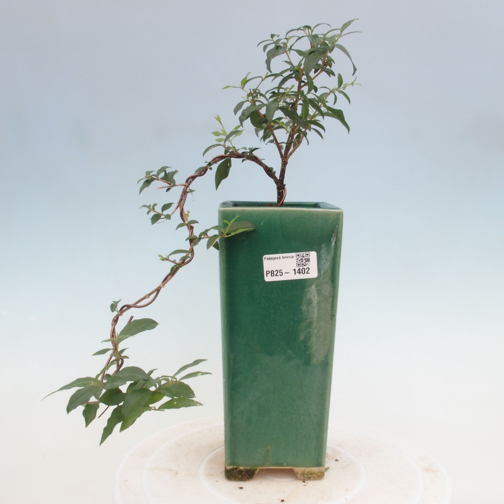 Bonsai pokojowe - Malpighia coccigera - Wiśnia Barbdorska