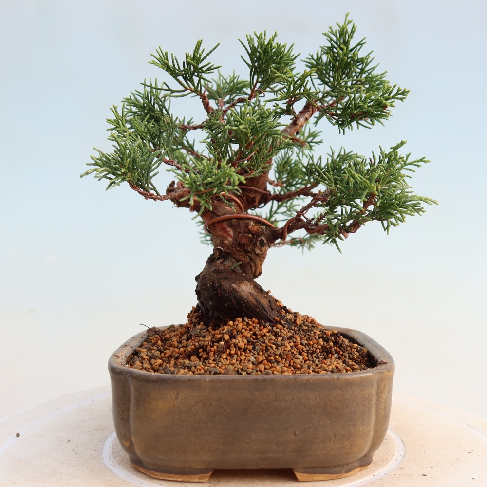 Outdoor bonsai - Juniperus chinensis Itoigawa - Jałowiec chiński