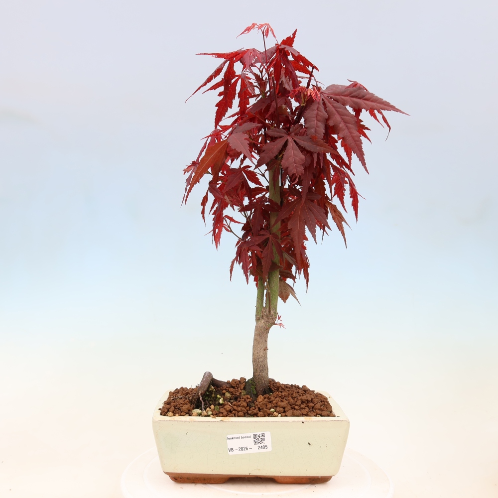 Bonsai na zewnątrz - Palma Acer. Atropurpureum-Javor palmate