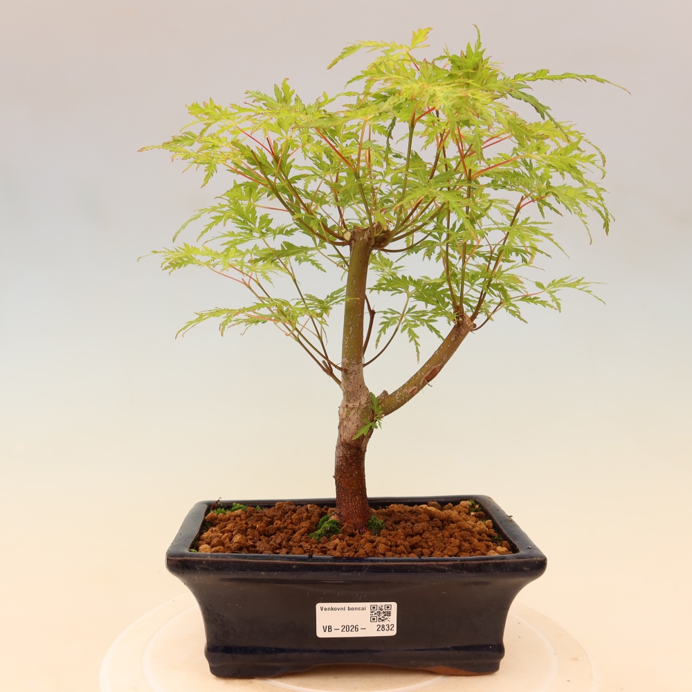 Bonsai ogrodowe – Acer palmatum Dissectum – klon palmowy 