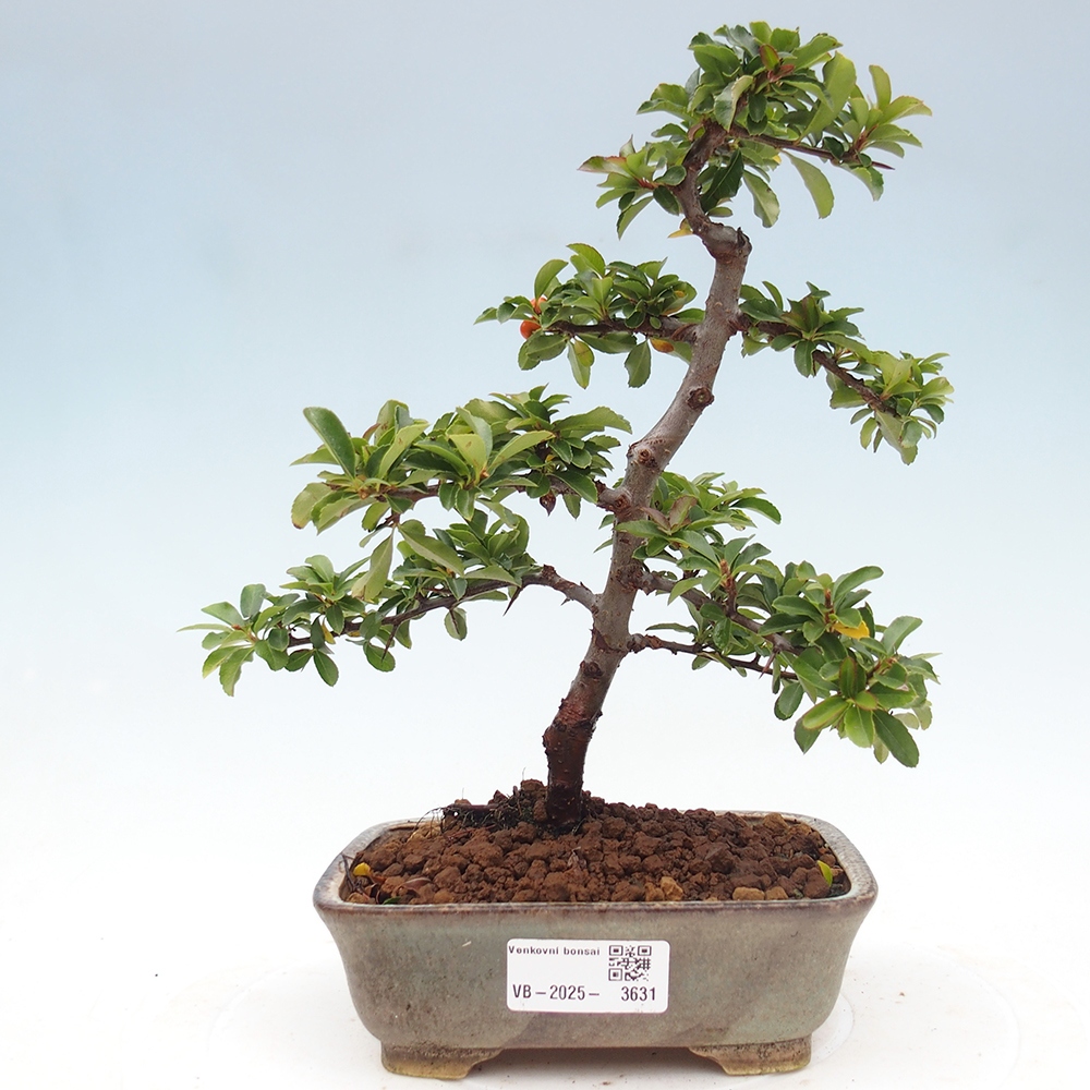 Outdoor bonsai-Pyracantha Teton -Hlox