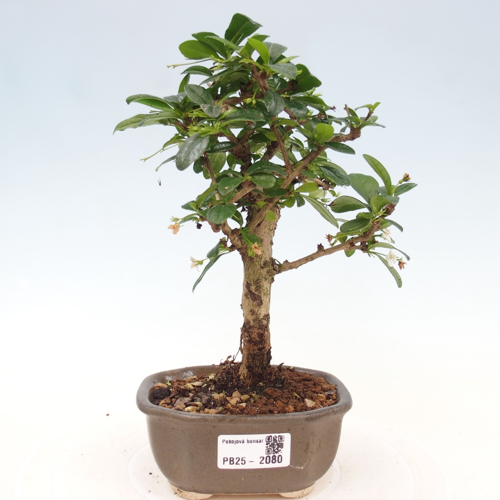 Bonsai wewnętrzne - Carmona makrophylla - Herbata Fuki