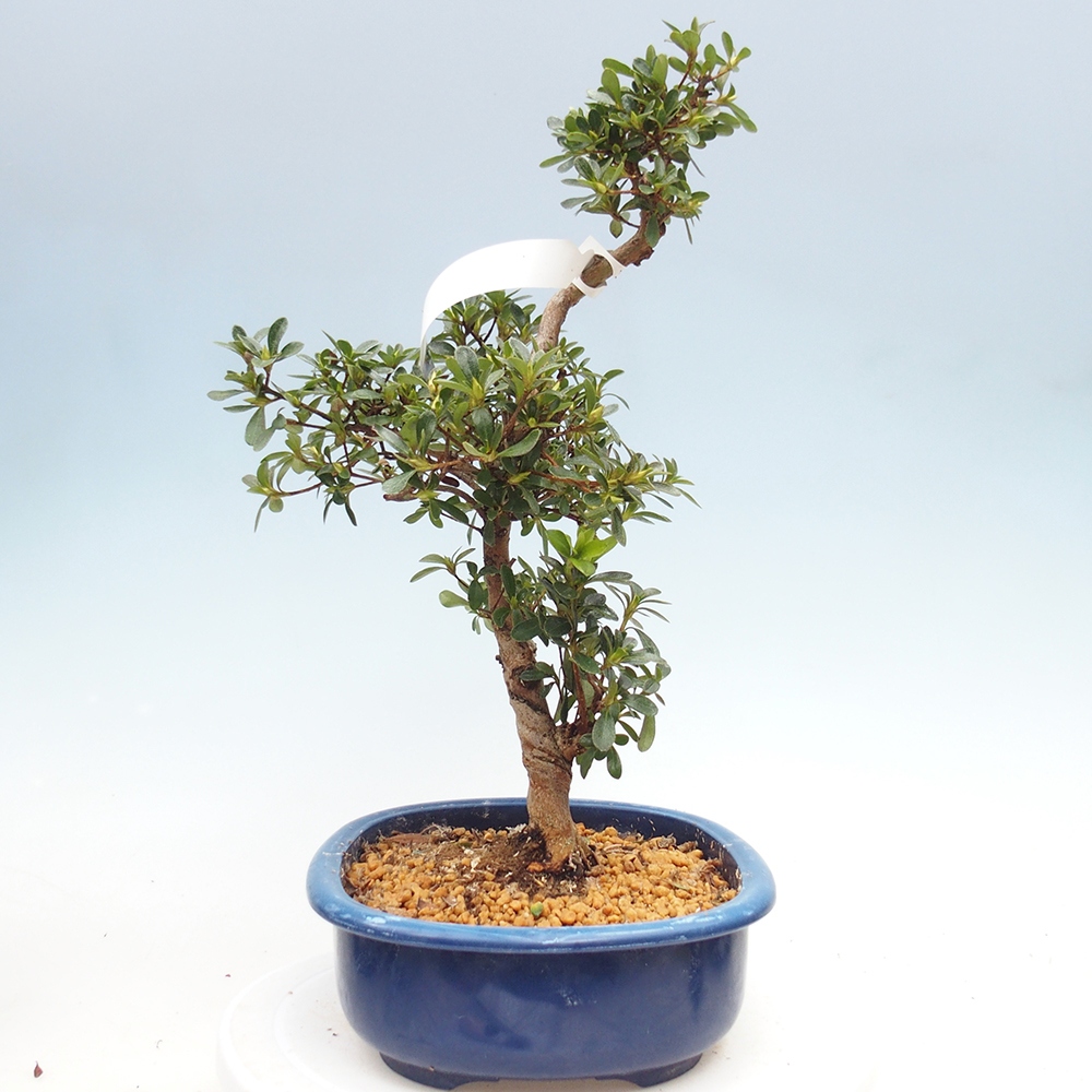 Bonsai zewnętrzne - Azalia japońska - Azalia Asahi-no-izumi