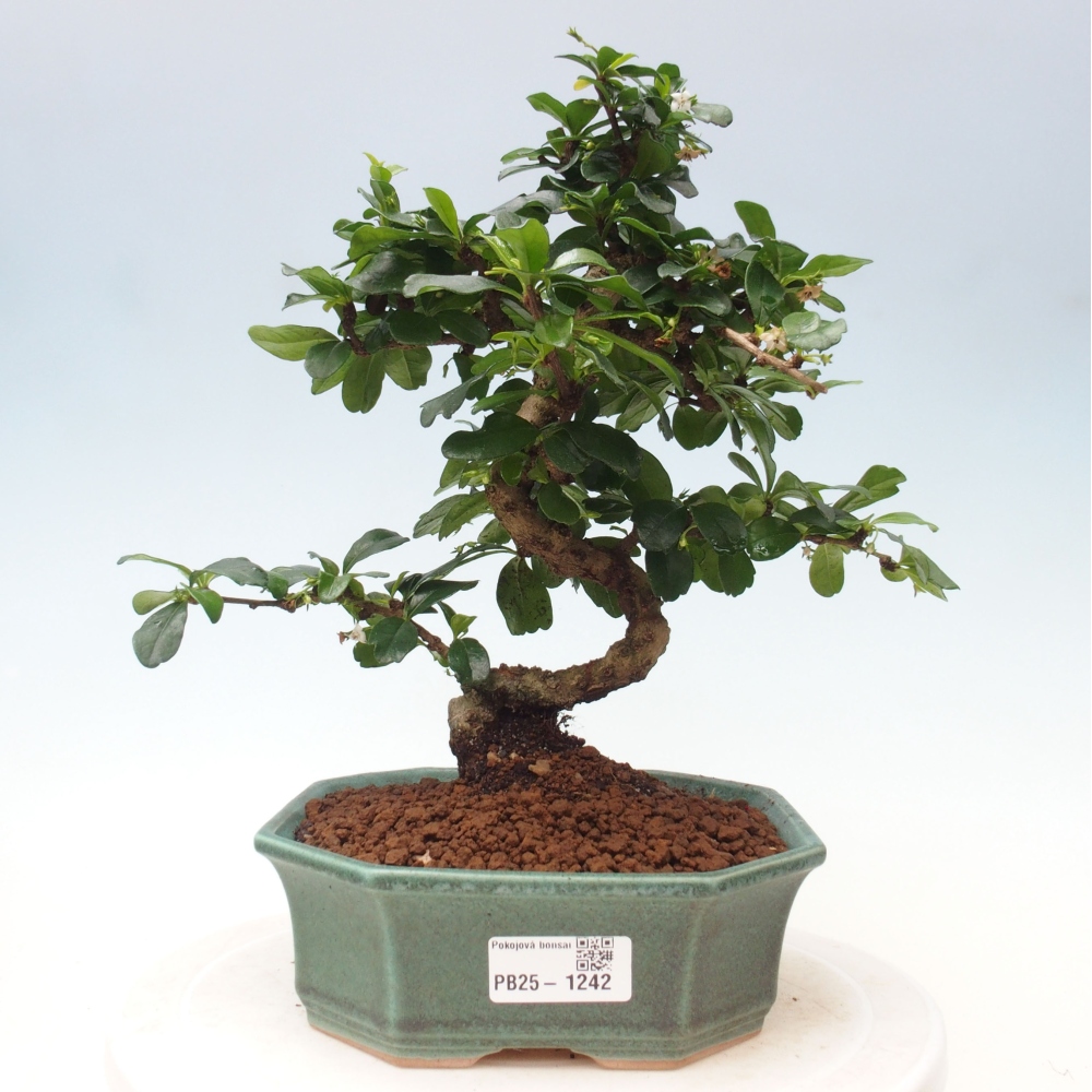 Pokój bonsai - Carmona macrophylla - Tea fuki