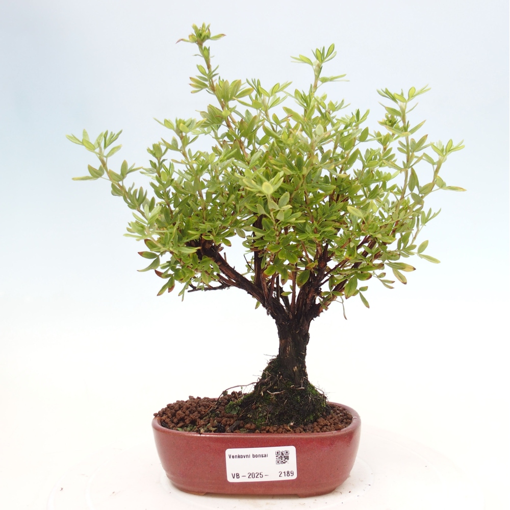 Outdoor bonsai-Pięciolistnik - Potentila fruticosa żółty Ptak