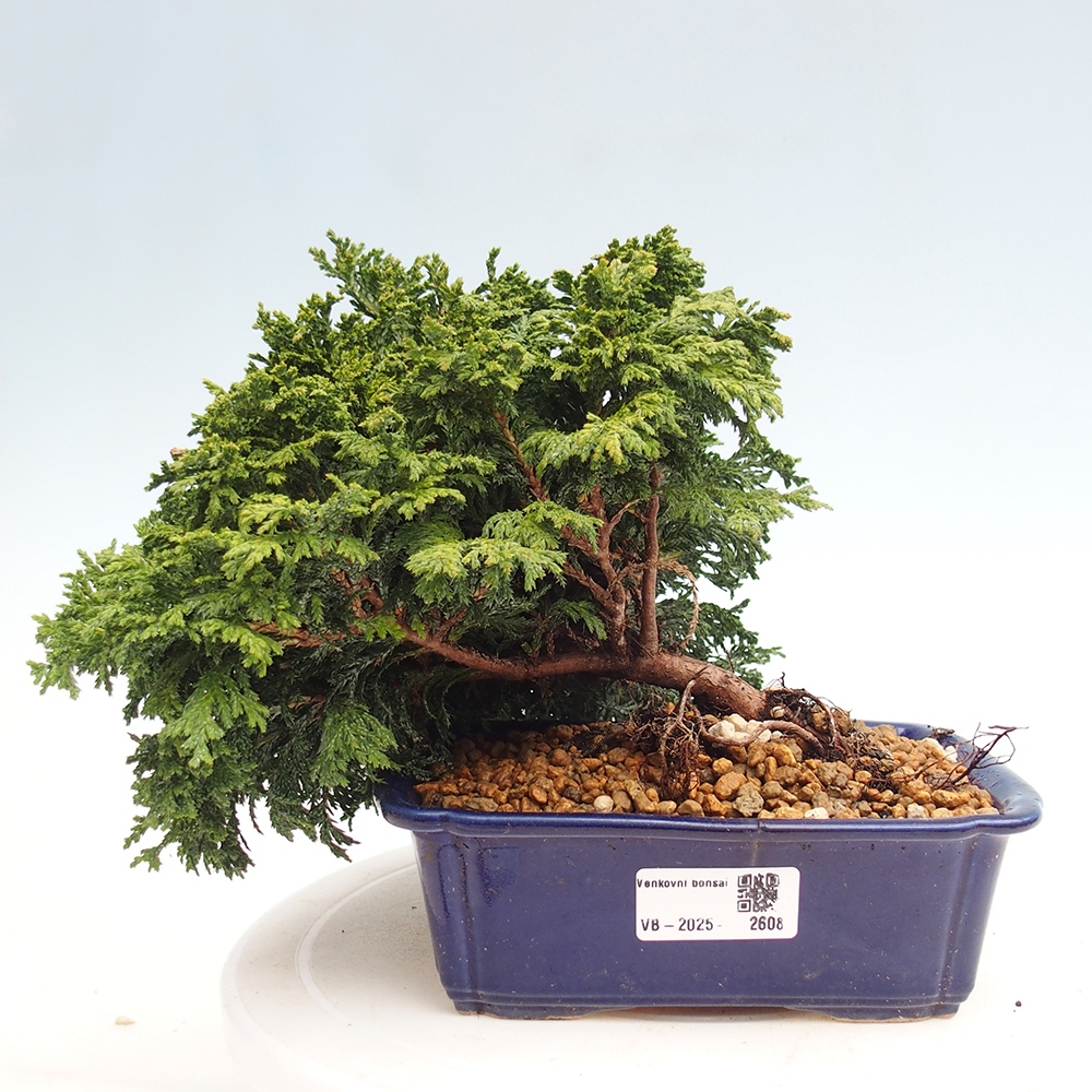 Outdoor bonsai - Cham.pis Parslori - Cyprys