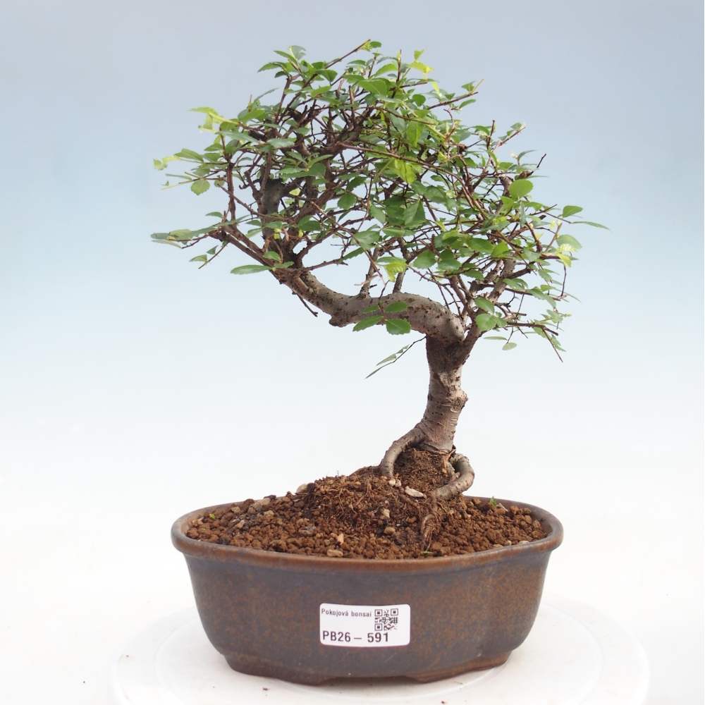 Pokój bonsai - Ulmus parvifolia - Wiąz drobnolistny