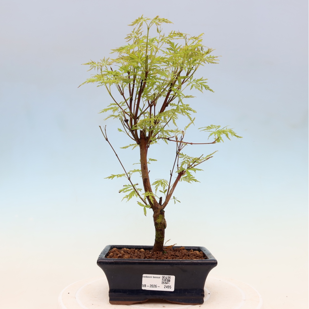 Outdoor bonsai - Acer palmatum Dissectum - Klon japoński 
