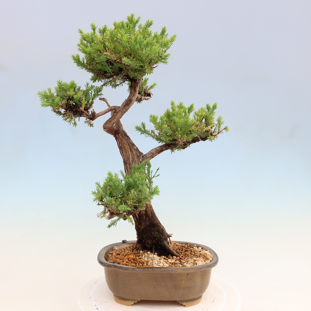 Bonsai ogrodowe – Juniperus squamata – Jałowiec łuskowaty