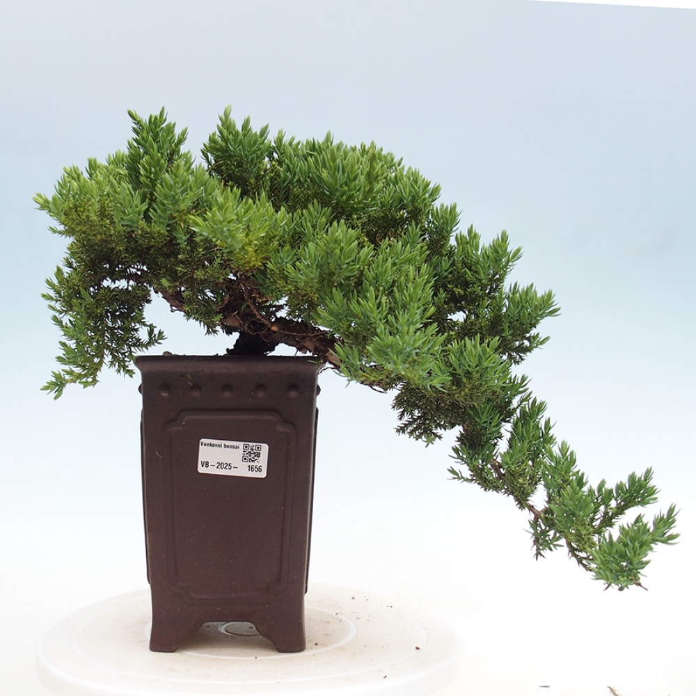 Plenerowe bonsai - Juniperus procumbens - Prostrate Juniper