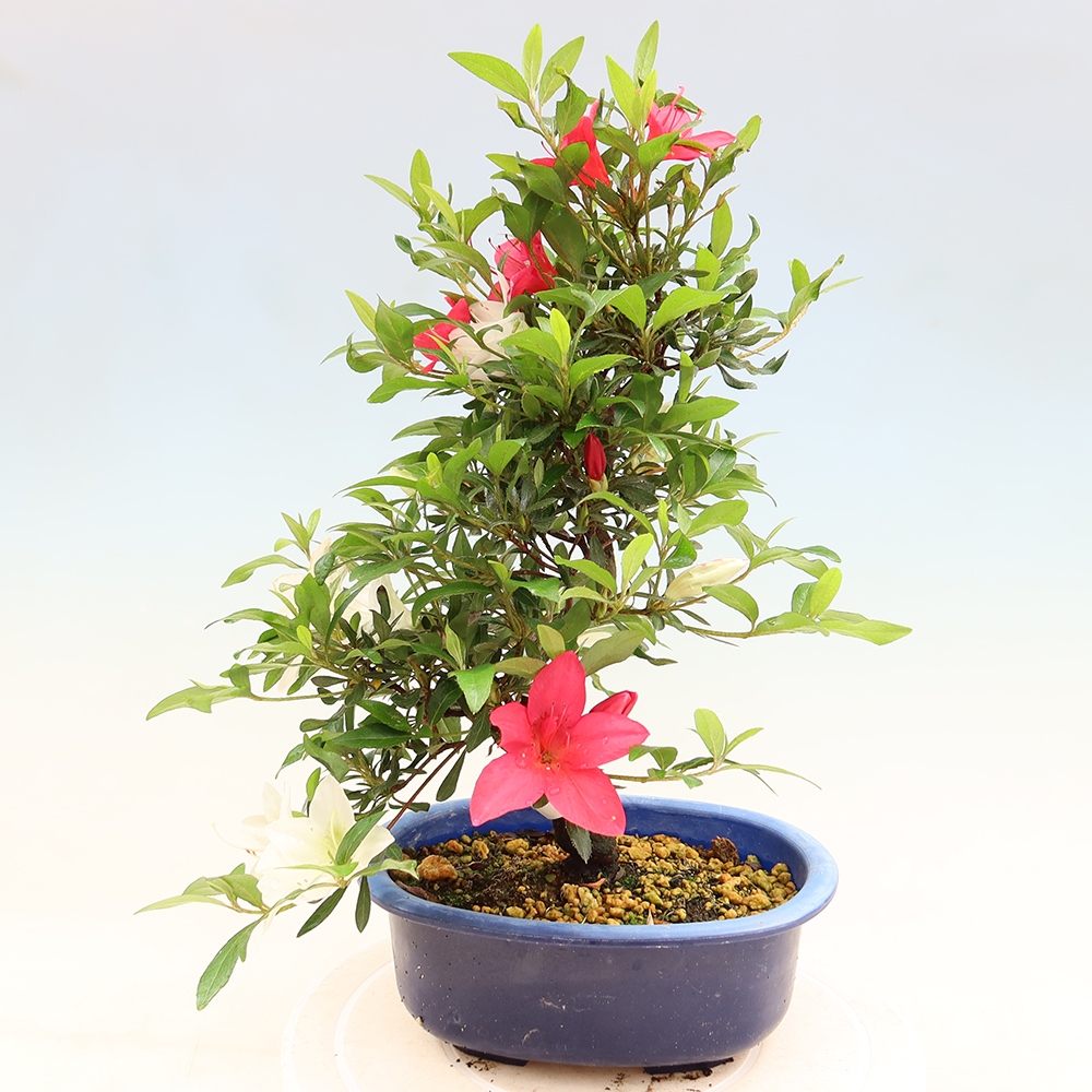 Bonsai zewnętrzne - Azalia japońska - Azalia CHIHIRO