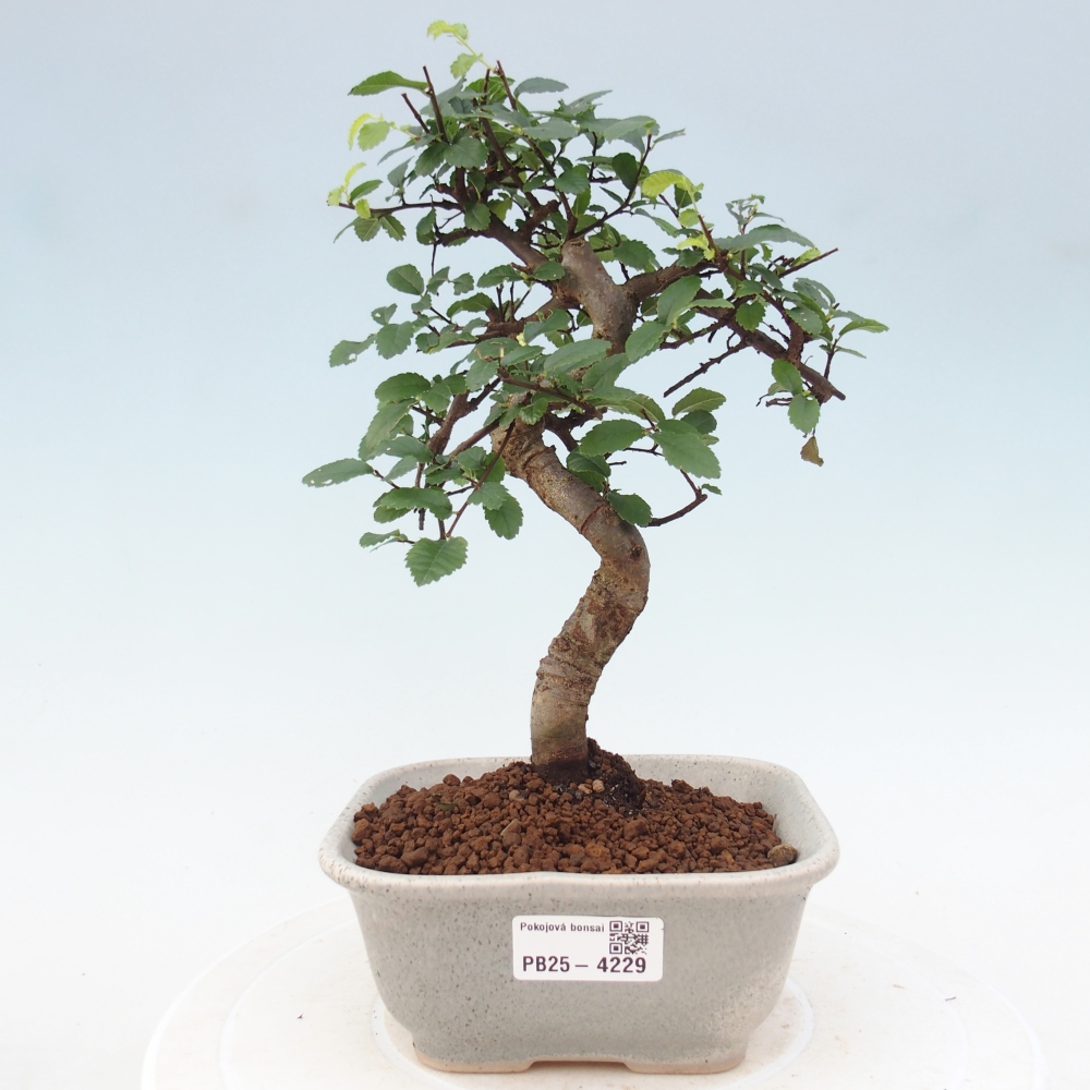 Pokój bonsai - Ulmus parvifolia - Wiąz drobnolistny