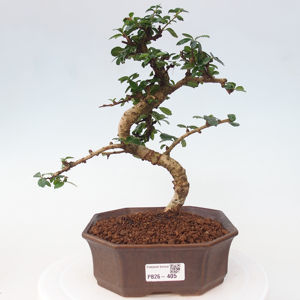 Bonsai pokojowe - Carmona macrophylla - Tea fuki