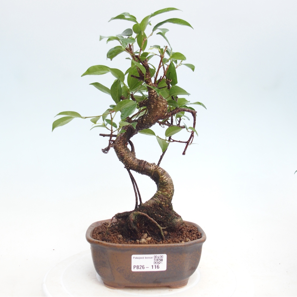 Pokój bonsai - Ficus retusa - figowiec drobnolistny