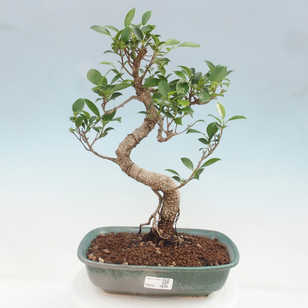 Kryty bonsai - kimono Ficus - figowiec drobnolistny
