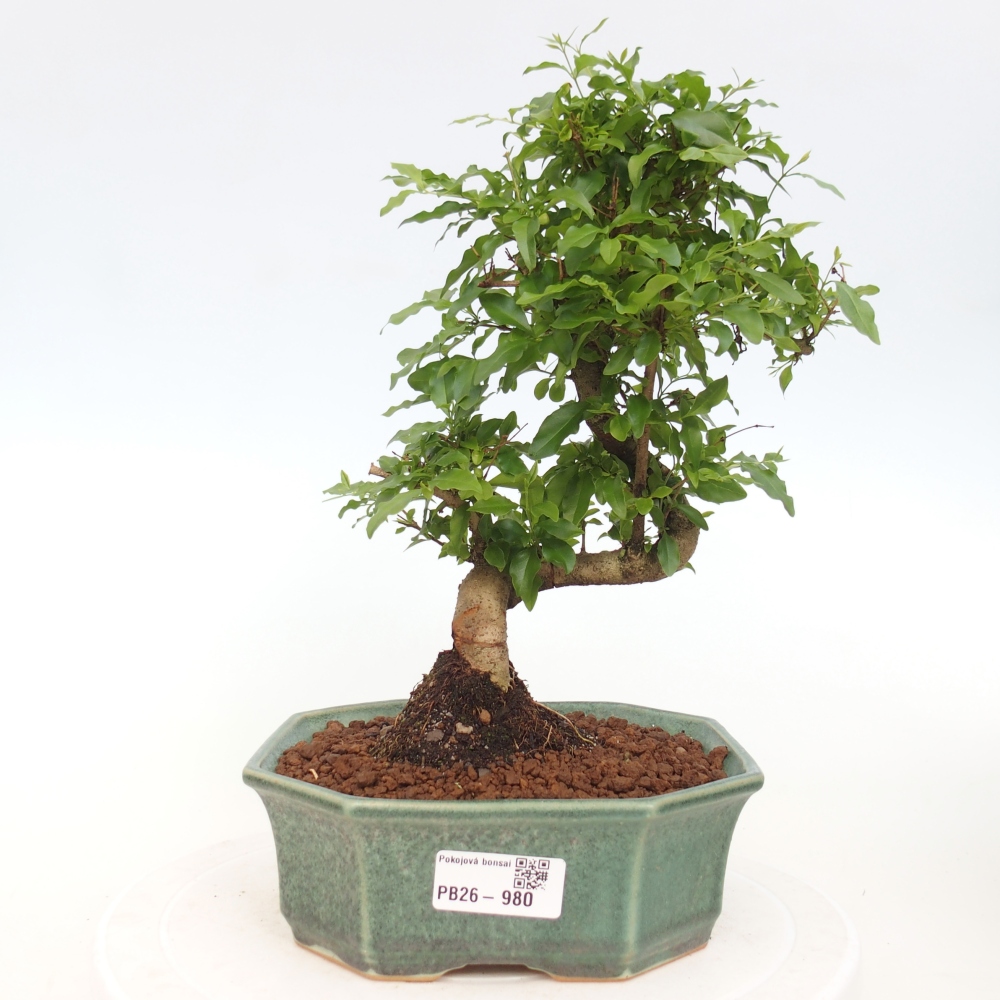 Pokój bonsai - Ligustrum chinensis - Dziób ptaka