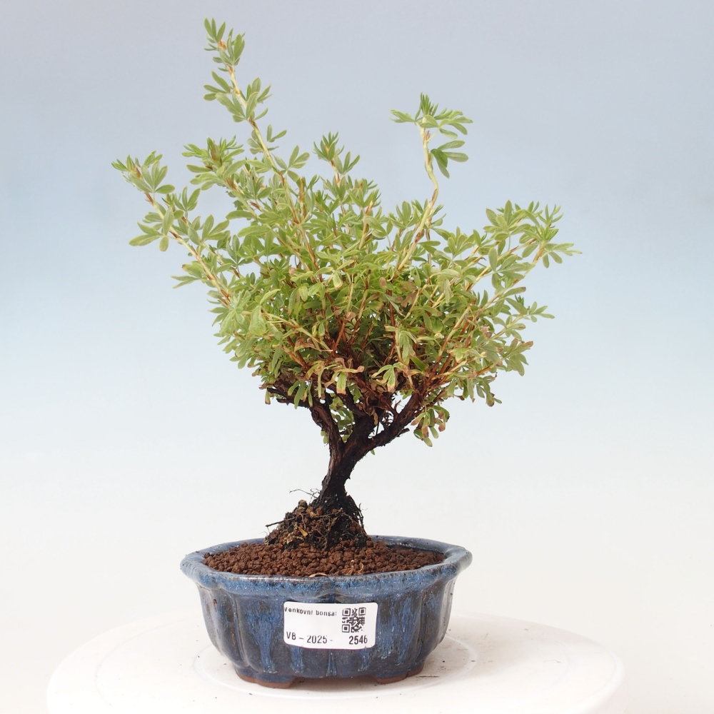 Outdoor bonsai-Pięciolistnik - Potentila fruticosa żółty Ptak