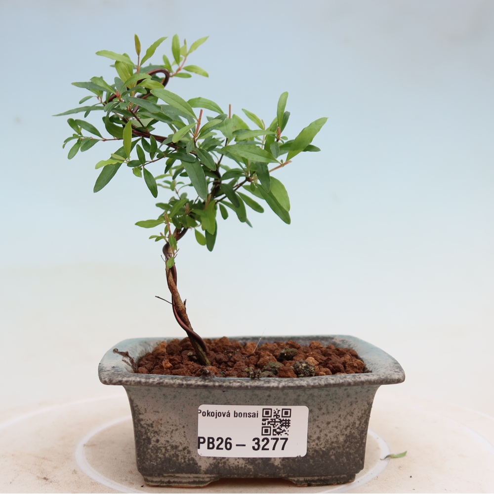 Pokój bonsai - PUNICA granatum nana - jabłko granatu