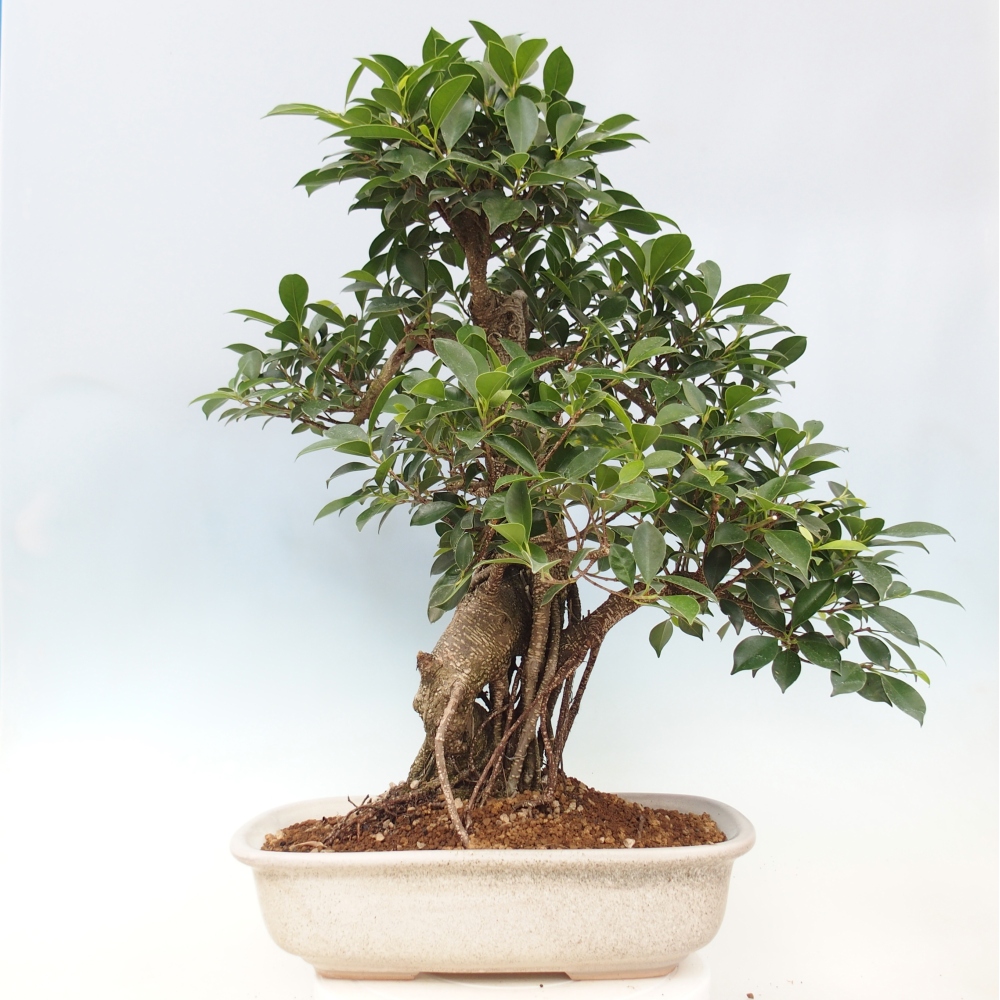 Bonsai pokojowe - Ficus kimmen - figowiec drobnolistny - WYŁĄCZNIE ODBIÓR OSOBISTY lub transport paletowy