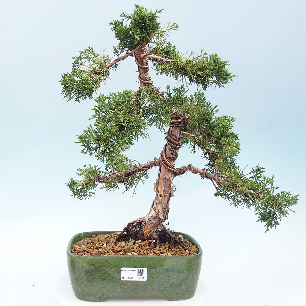 Outdoor bonsai - Juniperus chinensis Kishu - chiński jałowiec