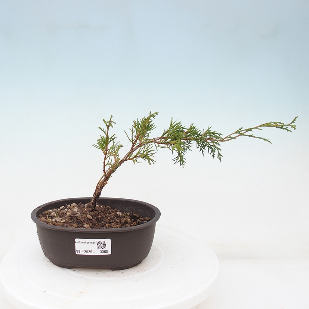 Outdoor bonsai - Juniperus chinensis Itoigawa - Jałowiec chiński