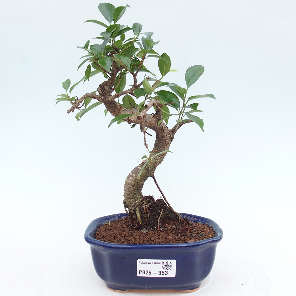Pokój bonsai - Ficus retusa - figowiec drobnolistny