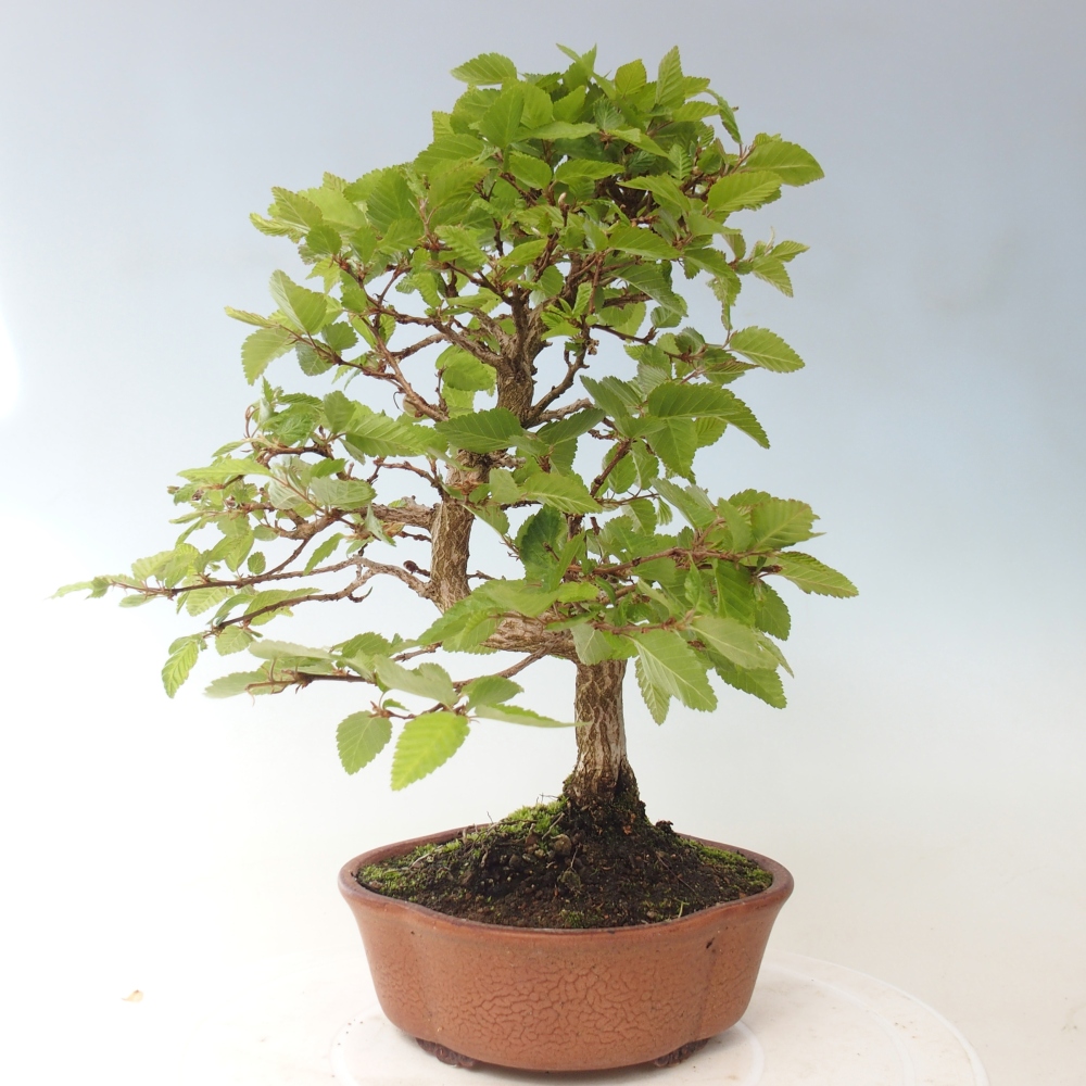 Outdoor bonsai - Carpinus CARPINOIDES - grab koreański