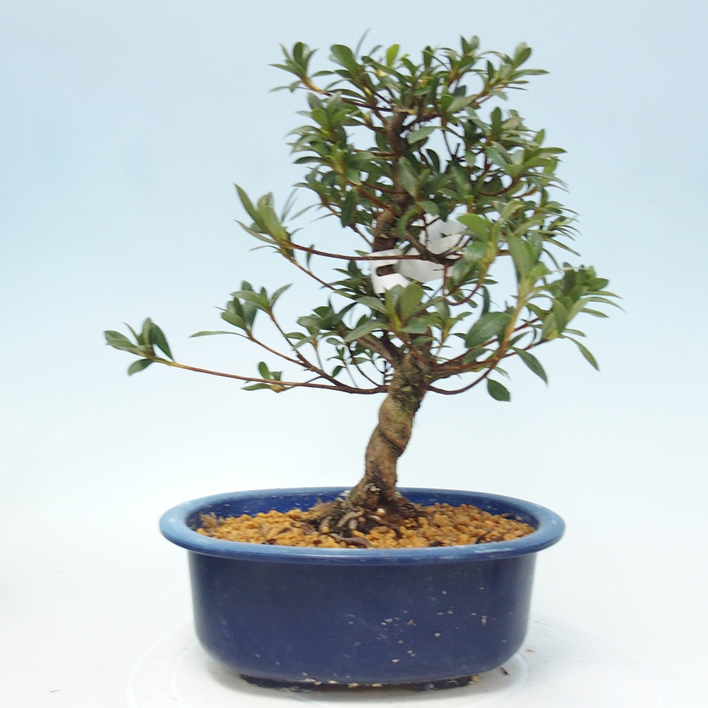 Bonsai zewnętrzne - Azalia japońska - Azalia Senhime