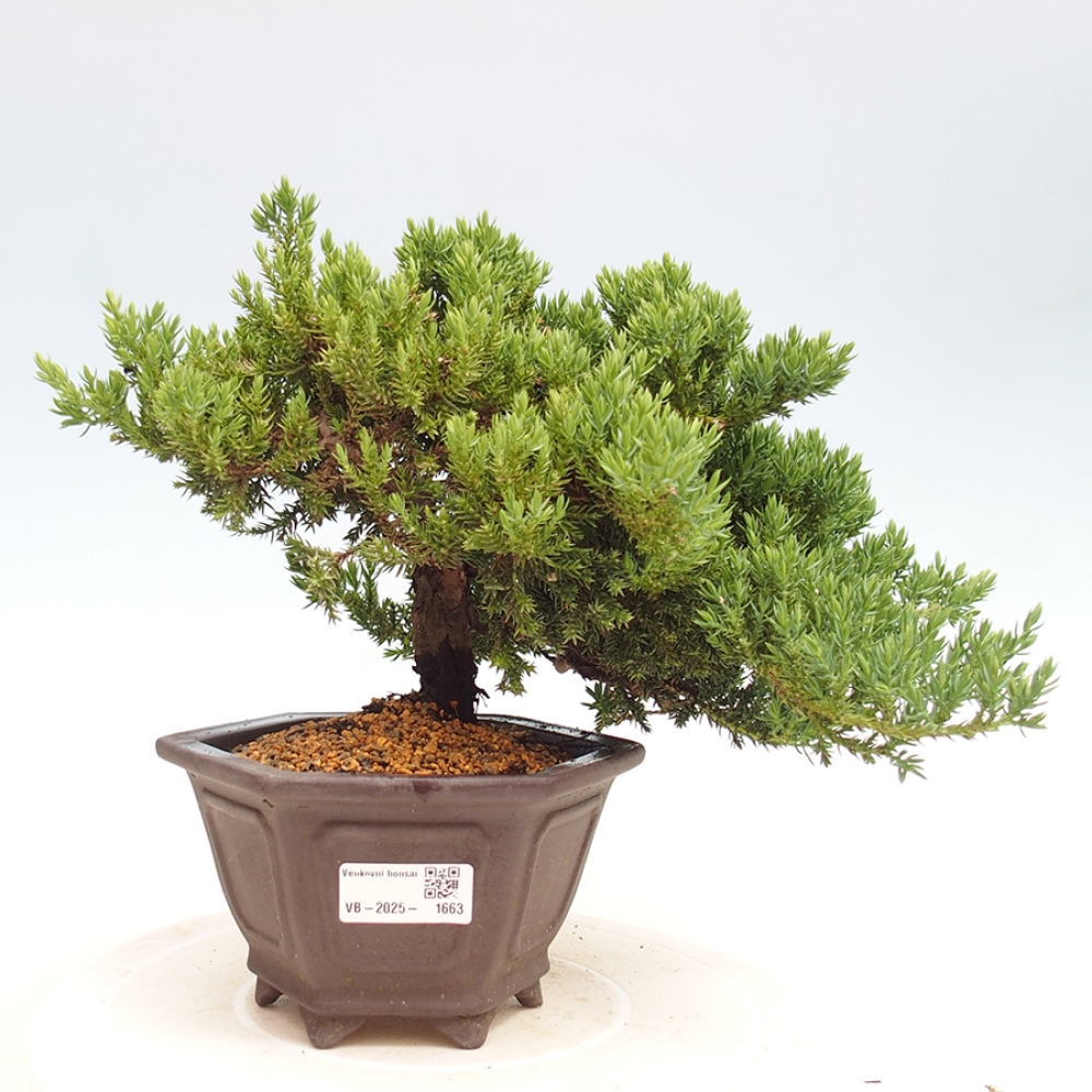 Plenerowe bonsai - Juniperus procumbens - Prostrate Juniper