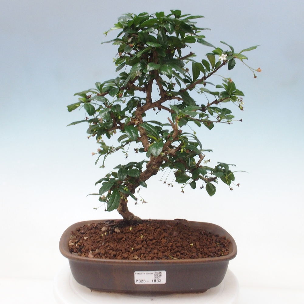 Pokój bonsai - Carmona macrophylla - Tea fuki