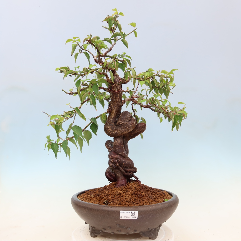 Bonsai ogrodowe – japońska śliwka – Prunus Mume