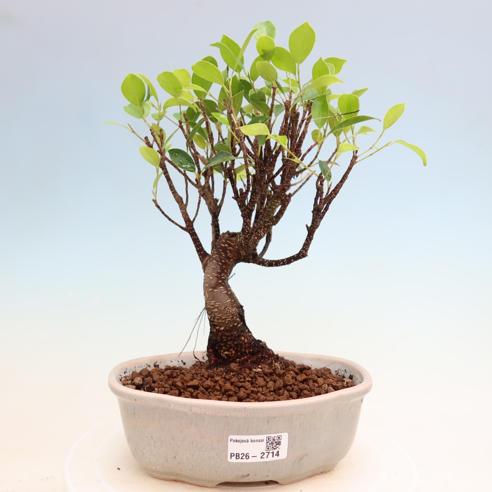 Pokój bonsai - Ficus kimmen - figowiec drobnolistny